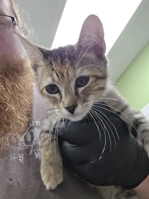 A baby small-sized female Domestic Short Hair cat named Sparkler for adoption in Omaha, NE