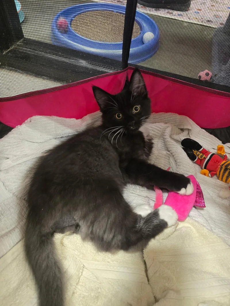 A baby medium-sized male Smoke Domestic Long Hair cat named Nero for adoption in Richmond, VA