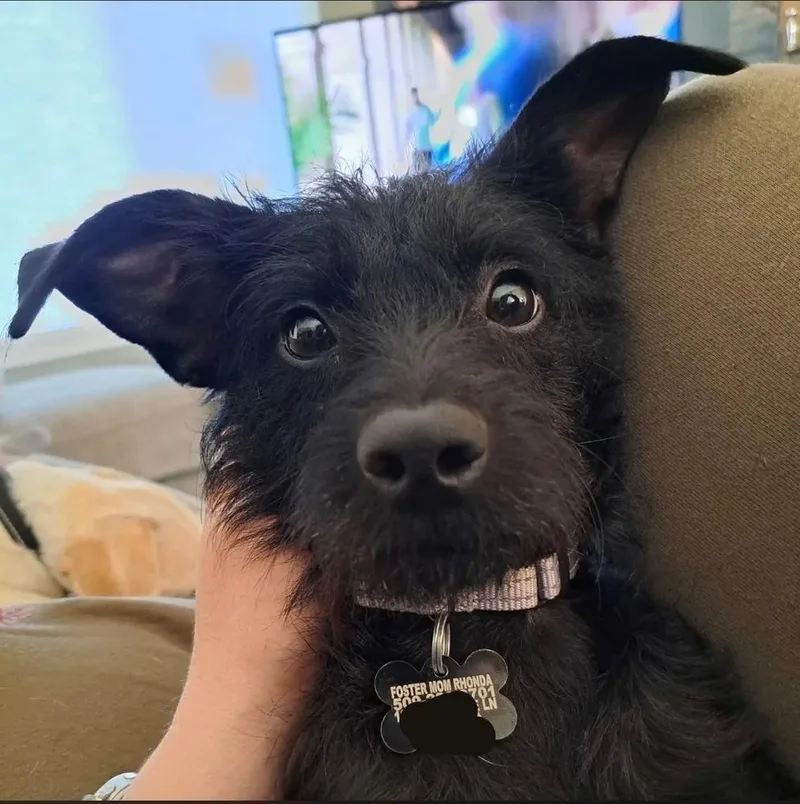 An adult small-sized female Terrier dog named June for adoption in Rathdrum, ID