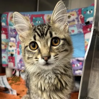 A baby small-sized male Domestic Medium Hair cat named Angelo for adoption in Wheaton, IL