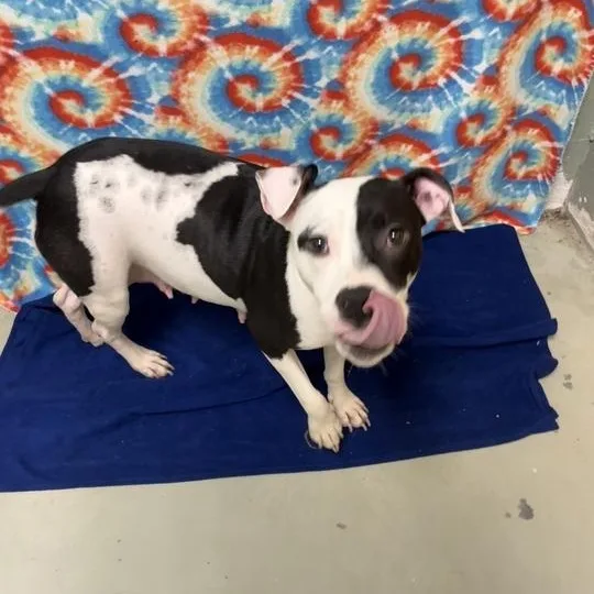 A young medium-sized female White / Cream Pit Bull Terrier dog named Pepper for adoption in Valdosta, GA