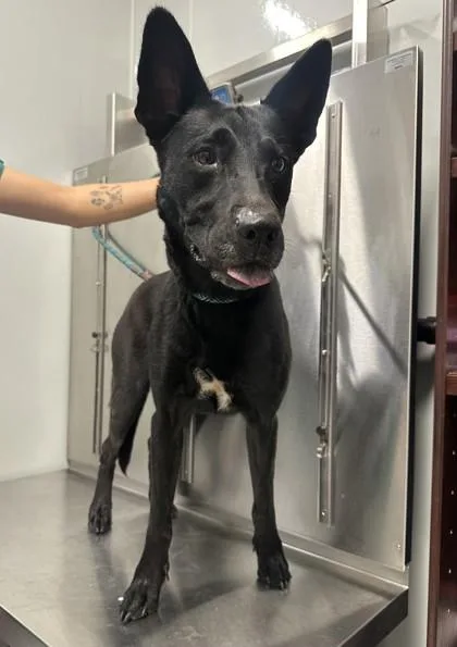 An adult medium-sized female Black Belgian Shepherd / Malinois dog named Indie for adoption in Converse, TX