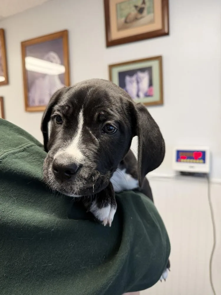 A baby small-sized female Tricolor (Brown, Black, & White) Pit Bull Terrier dog named Chia for adoption in Ontario, CA