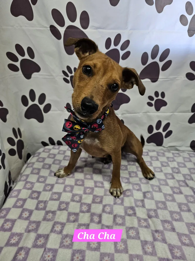 An adult medium-sized female Rat Terrier dog named Cha Cha for adoption in Metairie, LA