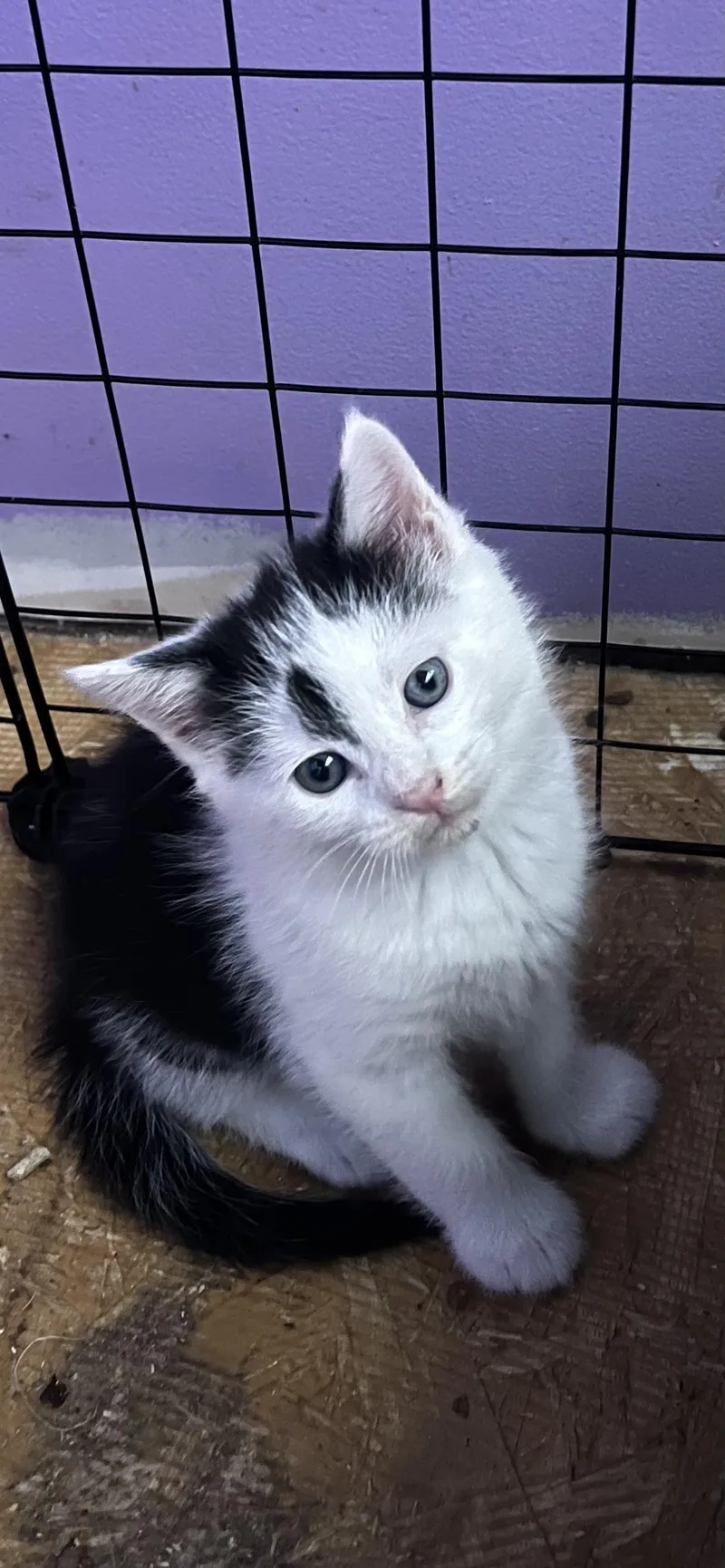 A baby large-sized male Tuxedo cat named Douglas Fur for adoption in Newark valley, NY