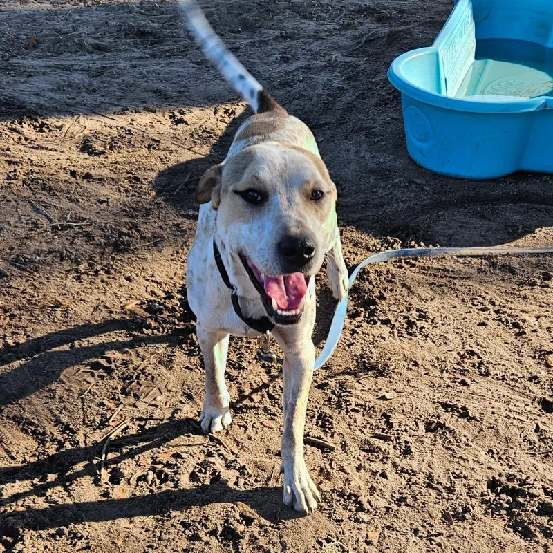 An adult medium-sized male White / Cream Hound dog named Branch for adoption in Lake Panasoffkee, FL