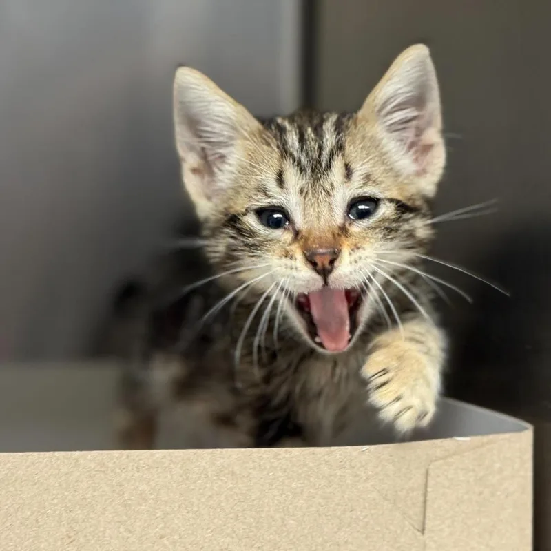A baby small-sized male Black Domestic Short Hair cat named Mr. Sunshine for adoption in San Antonio, TX