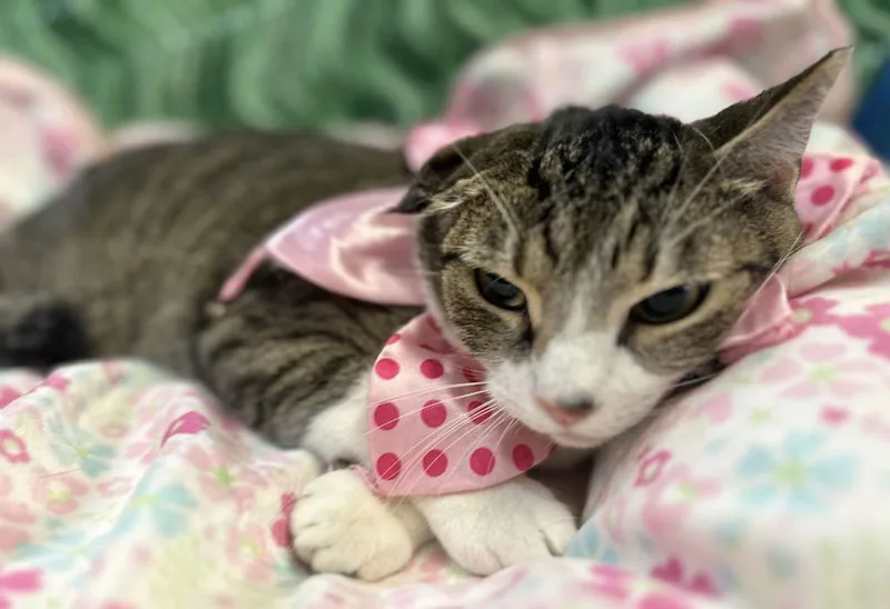 An adult medium-sized female White Domestic Short Hair cat named Anasthasia for adoption in Margate, FL