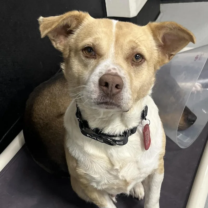 An adult medium-sized female Yellow / Tan / Blond / Fawn Mixed Breed dog named Shortcake for adoption in Portland, OR
