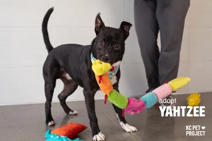 A young large-sized male Black Mixed Breed dog named Yahtzee for adoption in Kansas City, MO