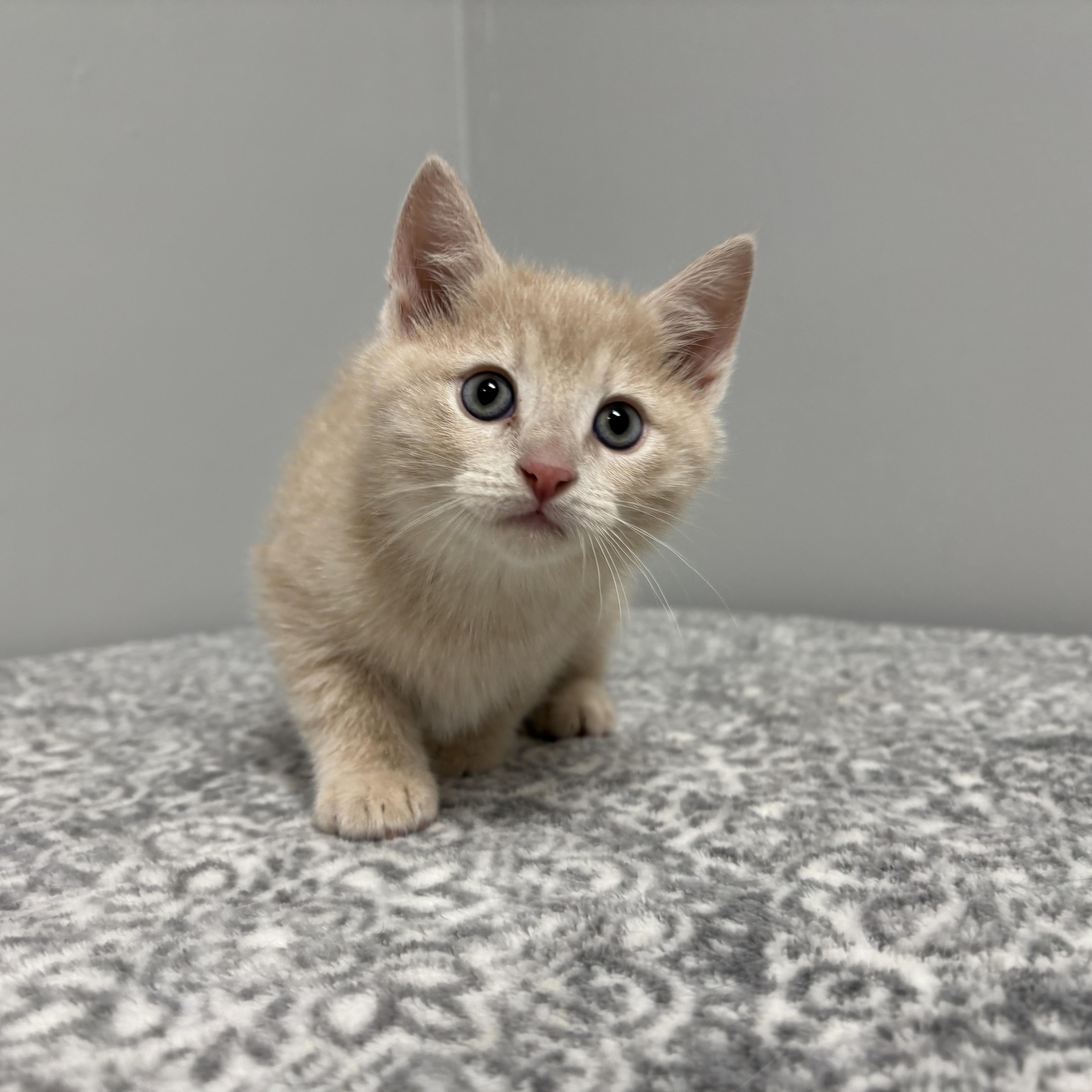 A baby medium-sized male Buff / Tan / Fawn Domestic Short Hair cat named Mickey for adoption in Frankfort, IN