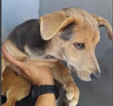 A baby small-sized male American Staffordshire Terrier dog named Rodeo for adoption in San Antonio, TX