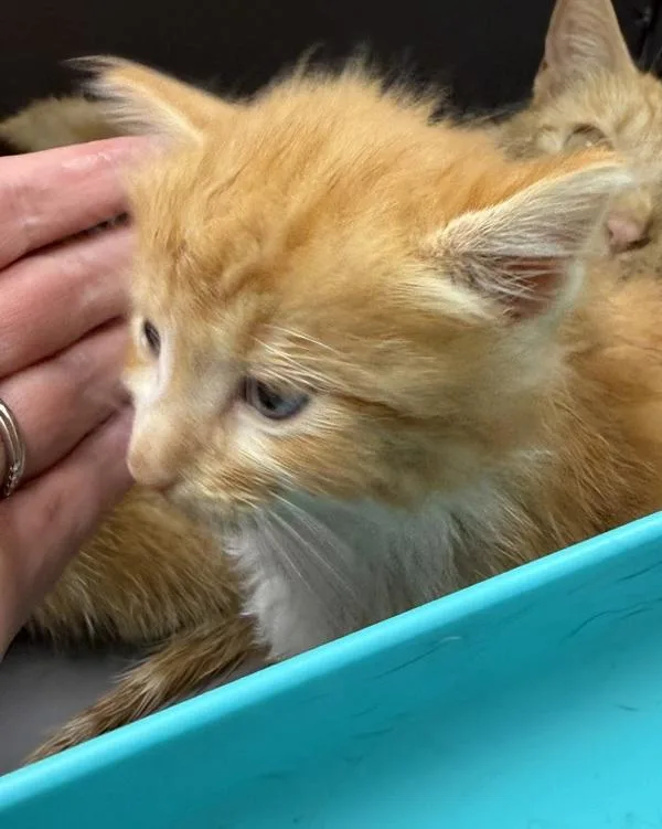 A baby small-sized male Domestic Short Hair cat named Pen Crow for adoption in Lawrenceville, GA