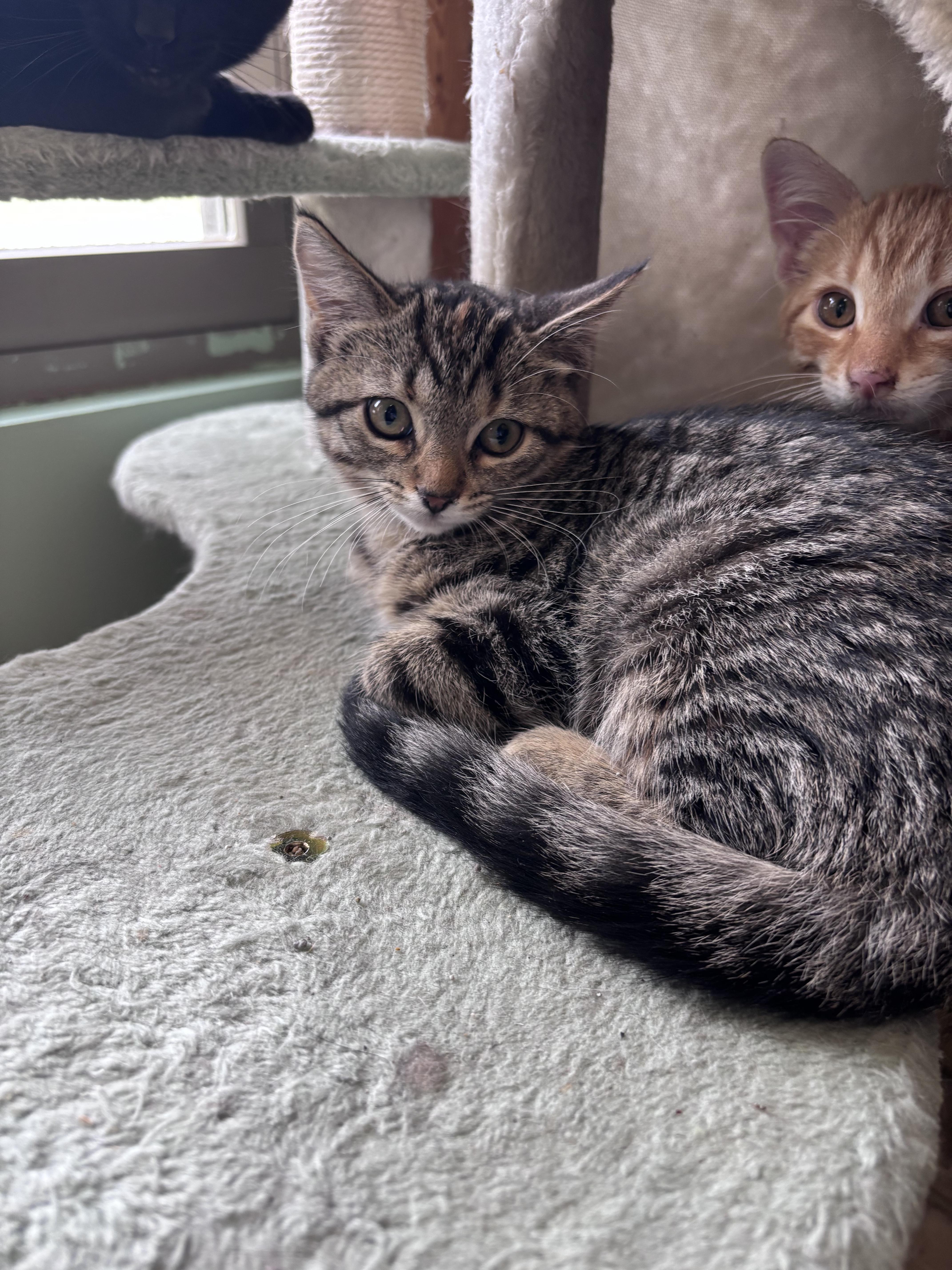A young small-sized female Domestic Short Hair cat named Taylor for adoption in Franklin, IN