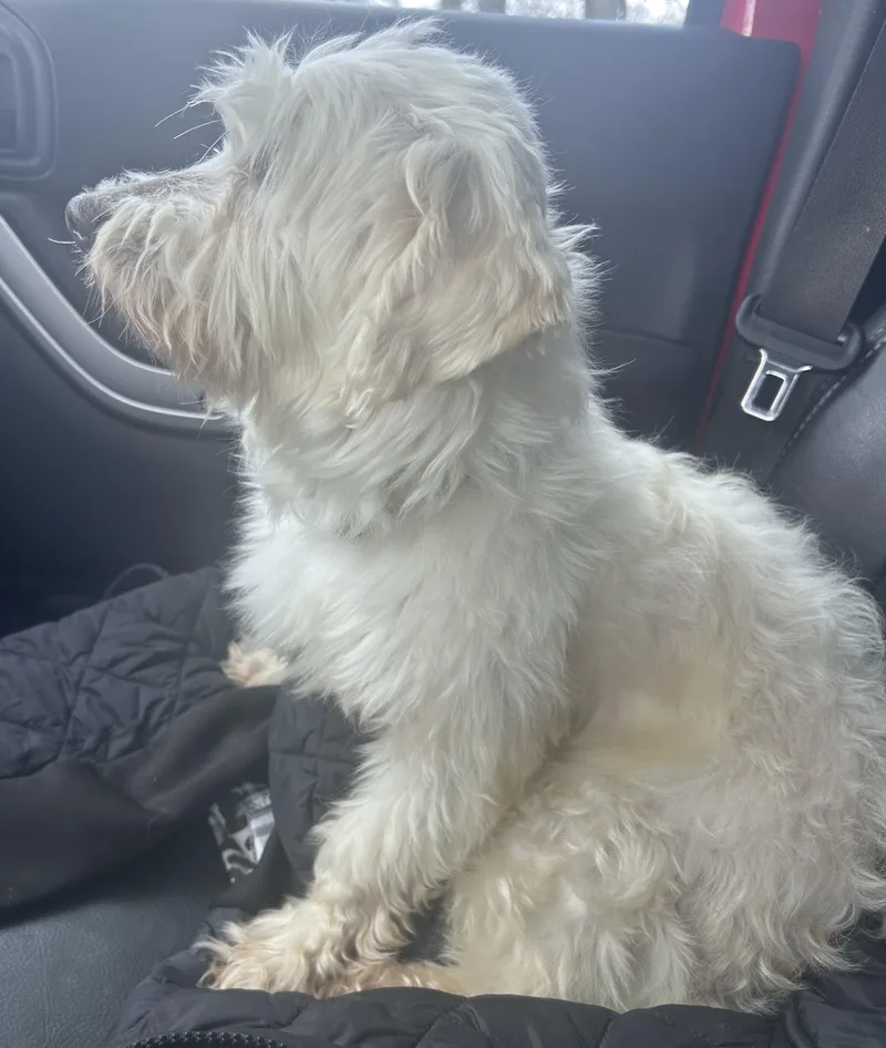 Princess Charlotte thumbnail 2