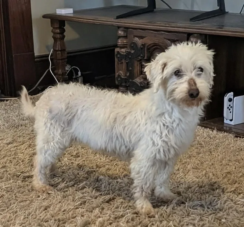 Princess Charlotte thumbnail 3