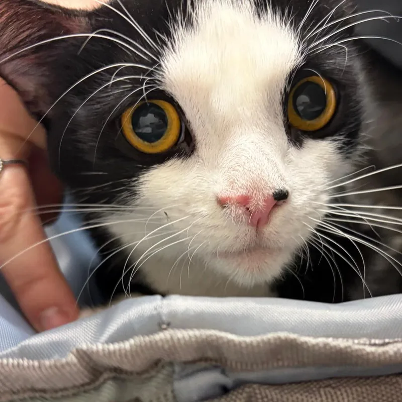A young medium-sized female Black Domestic Short Hair cat named Midnight for adoption in Murray, UT