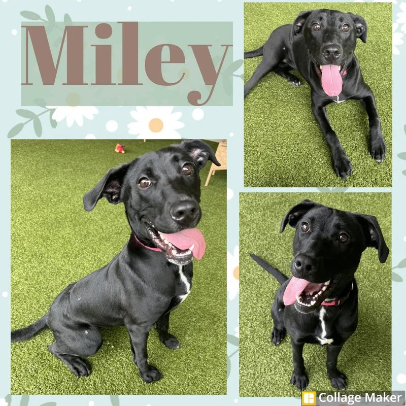 A young large-sized female Border Collie dog named Miley for adoption in Clearfield, PA