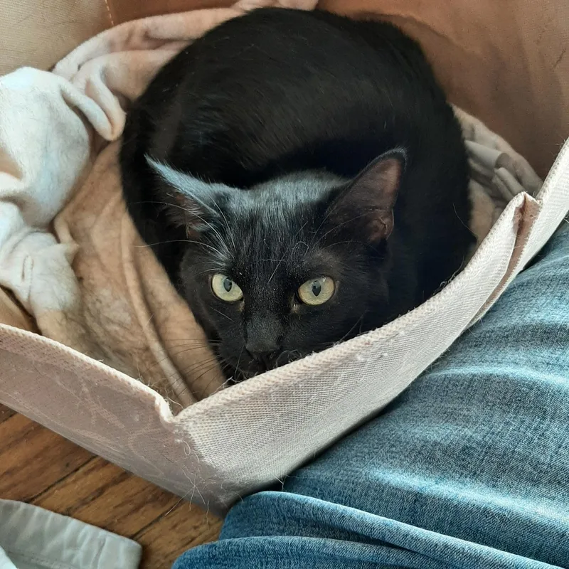 An adult medium-sized female Domestic Short Hair cat named Bolt for adoption in Snyder, TX