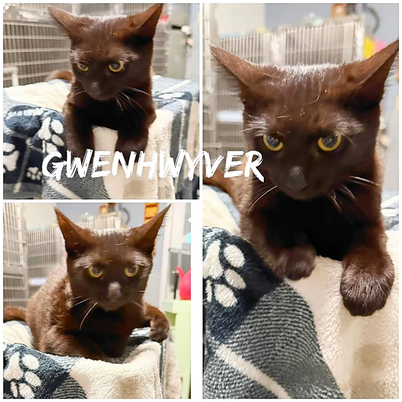 A young small-sized female Black Domestic Short Hair cat named Gwenhwyver for adoption in Saint James, MO