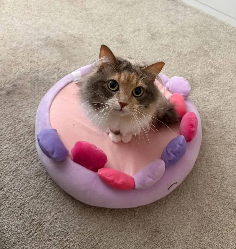 An adult medium-sized female Maine Coon cat named Riley for adoption in Buford, GA