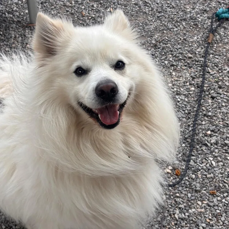 An adult medium-sized male White / Cream Spitz dog named Austin for adoption in York, PA