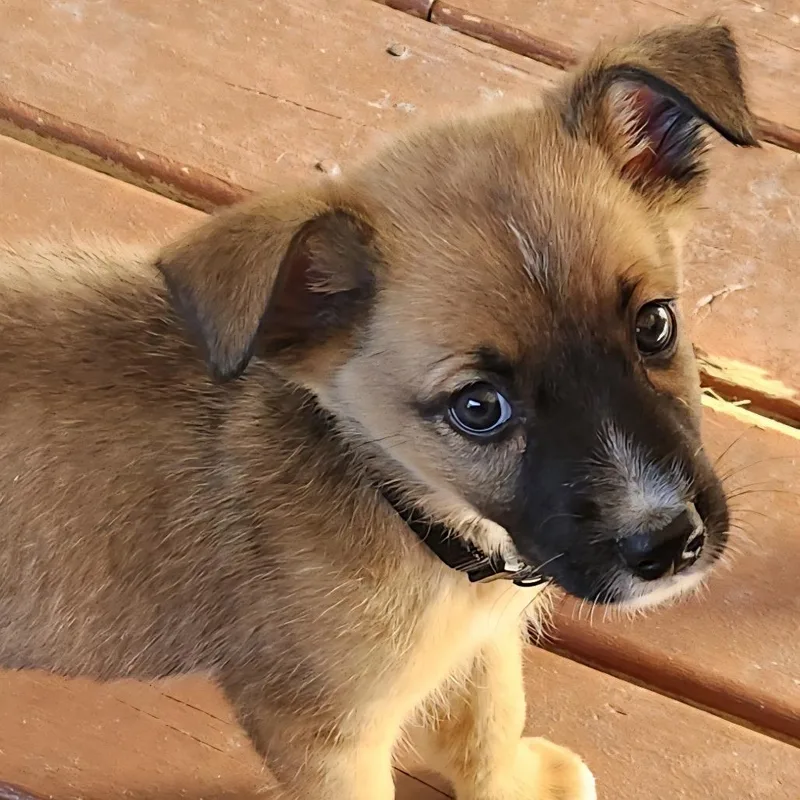 A baby medium-sized male Yellow / Tan / Blond / Fawn Australian Shepherd dog named Mitch Grassi for adoption in Joliet, IL