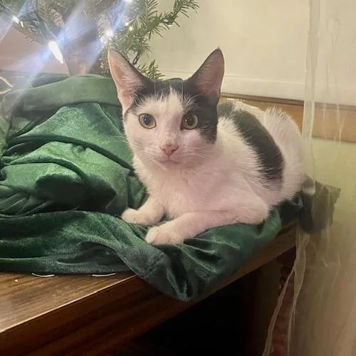 Mootilda thumbnail 3