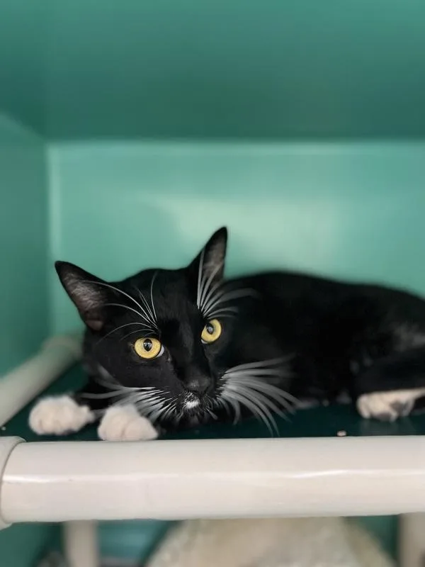 An adult small-sized male Domestic Short Hair cat named Corlys for adoption in Novato, CA