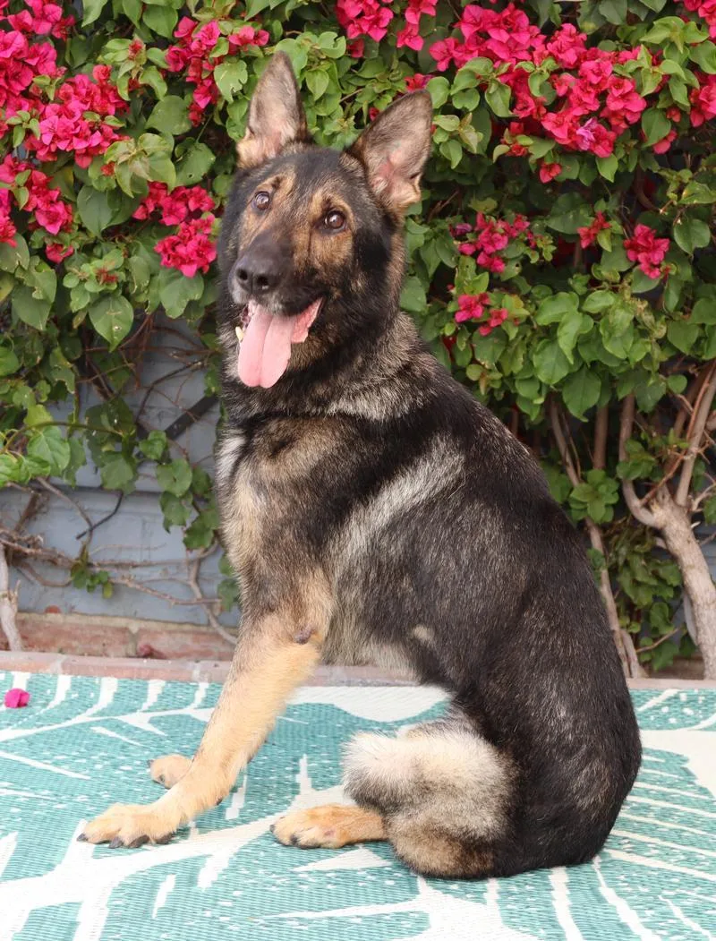 Gifford thumbnail 4