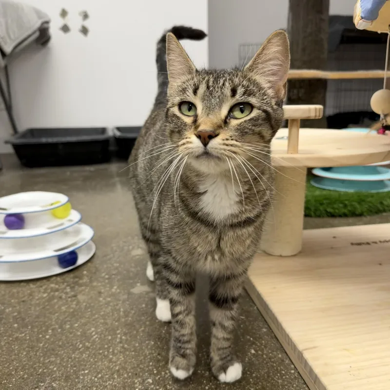 An adult medium-sized female Domestic Short Hair cat named Pumira for adoption in Manhattan Beach, CA