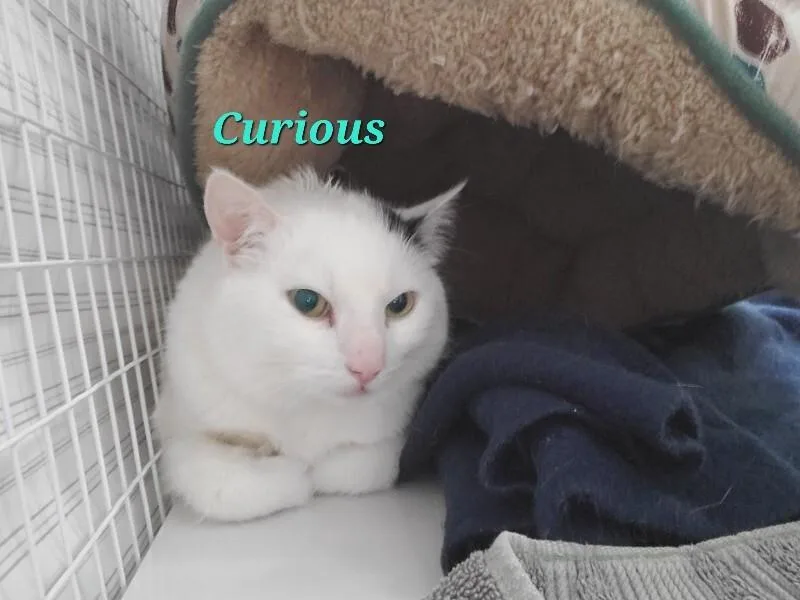 An adult medium-sized male Domestic Short Hair cat named Curious for adoption in Diamond Springs, CA