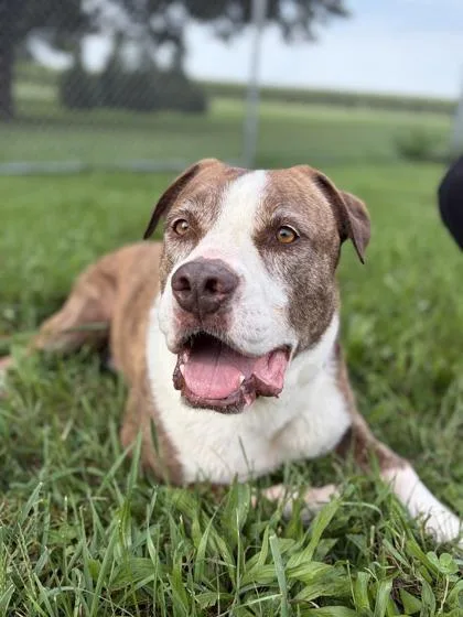 A senior large-sized male Pit Bull Terrier dog named Brody for adoption in Jefferson, WI