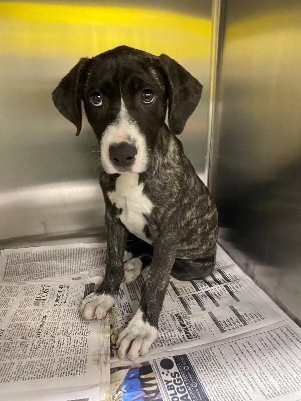 A young large-sized female Brindle Mixed Breed dog named Scone for adoption in Jackson, TN