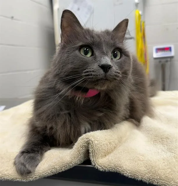 An adult small-sized female Domestic Long Hair cat named Ophelia for adoption in Peoria, IL