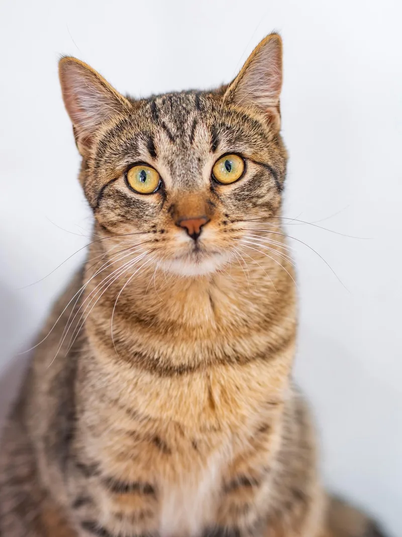 An adult medium-sized female Domestic Long Hair cat named Mazy for adoption in Globe, AZ