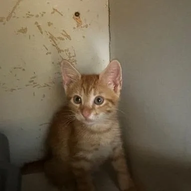 A baby small-sized male Orange / Red Domestic Short Hair cat named Punch for adoption in Enterprise, AL