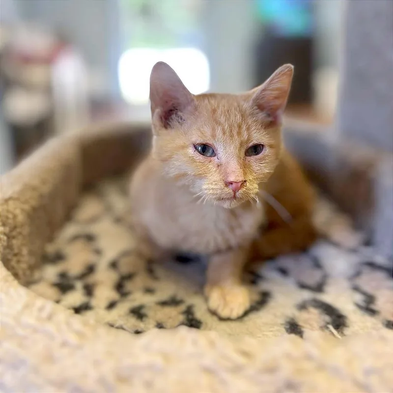 A baby small-sized male Orange / Red Domestic Short Hair cat named Maduro for adoption in Clarksville, AR