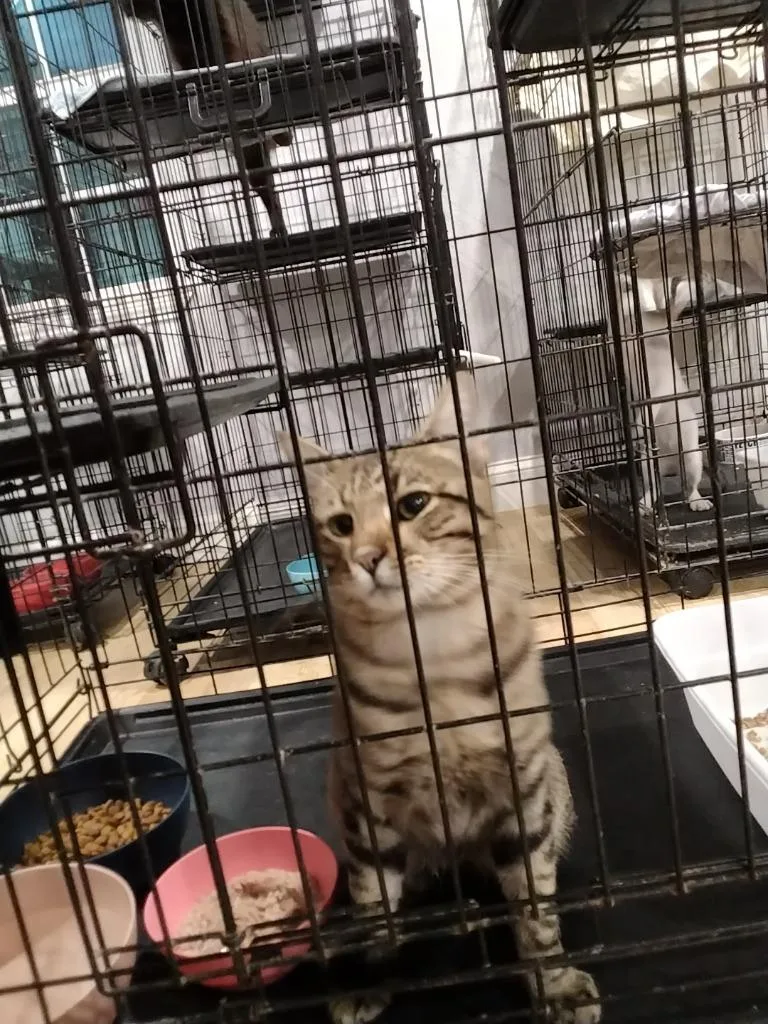 A young medium-sized male Domestic Short Hair cat named Felix for adoption in Richland Hills, TX