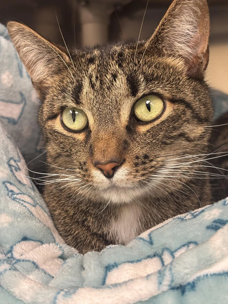 An adult medium-sized female Domestic Short Hair cat named Jade Bonded Pair for adoption in Brick, NJ