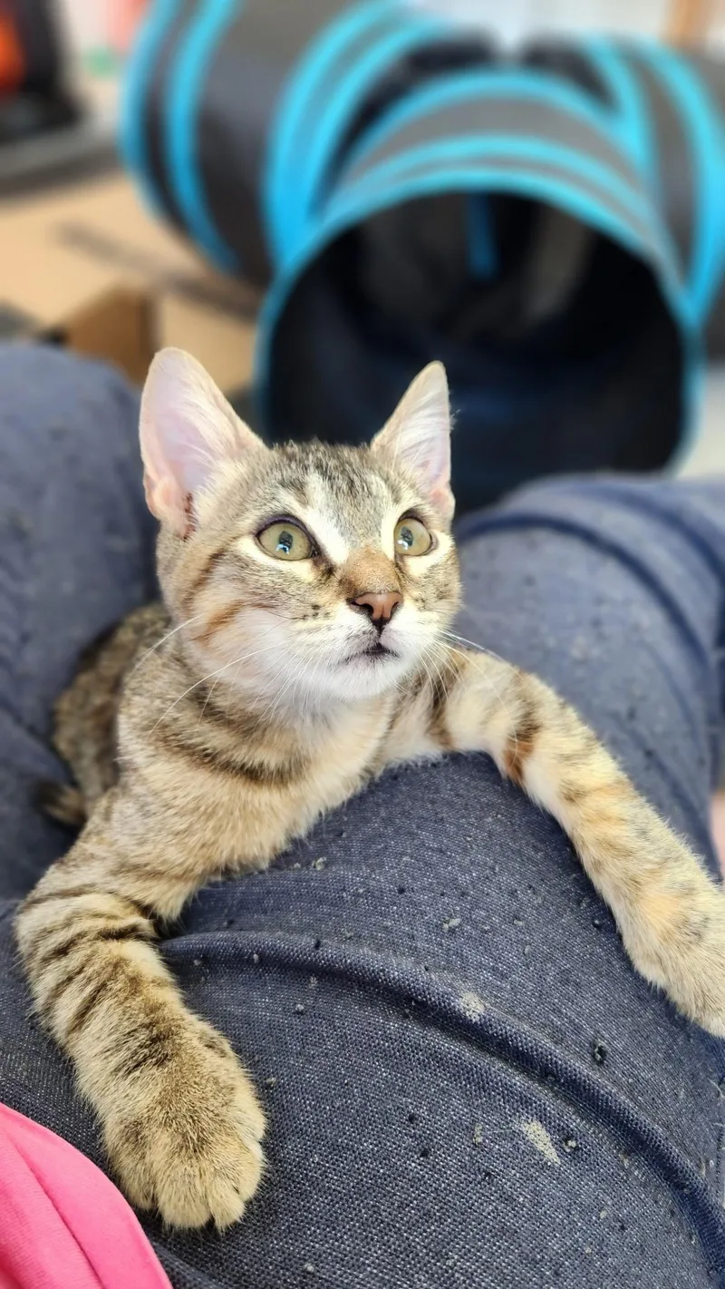 A baby medium-sized female Torbie Domestic Short Hair cat named Dreamy  Riley Fuzzell for adoption in Spring, TX