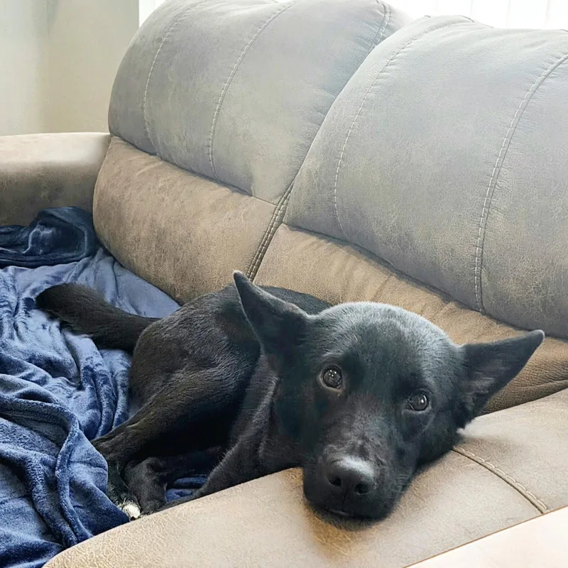 An adult medium-sized female Border Collie dog named Fable for adoption in Fargo, ND
