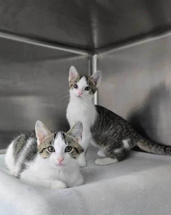 A young medium-sized male White Domestic Short Hair cat named Buff and Jodie BONDED for adoption in Mount Vernon, OH