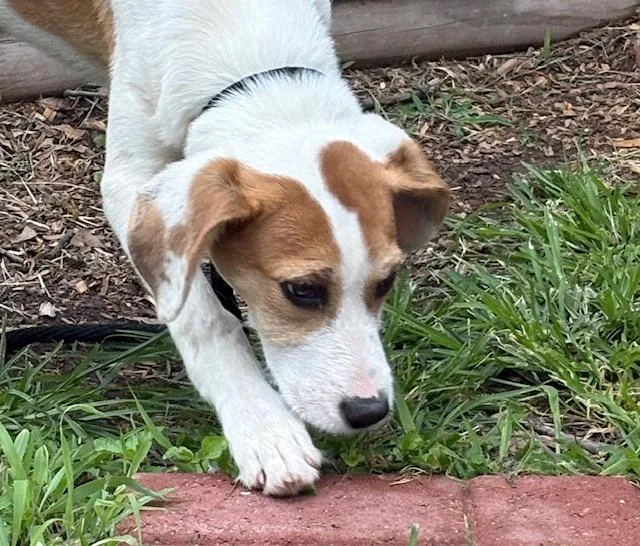 A baby medium-sized female Feist dog named Xena for adoption in Corsicana, TX