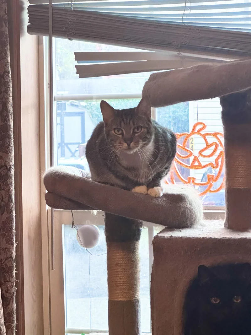 An adult small-sized female Tabby (Brown / Chocolate) American Shorthair cat named Ginger for adoption in Salisbury Mills, NY