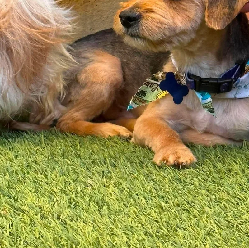 A young small-sized male Shih Tzu dog named Louis for adoption in St. George, UT
