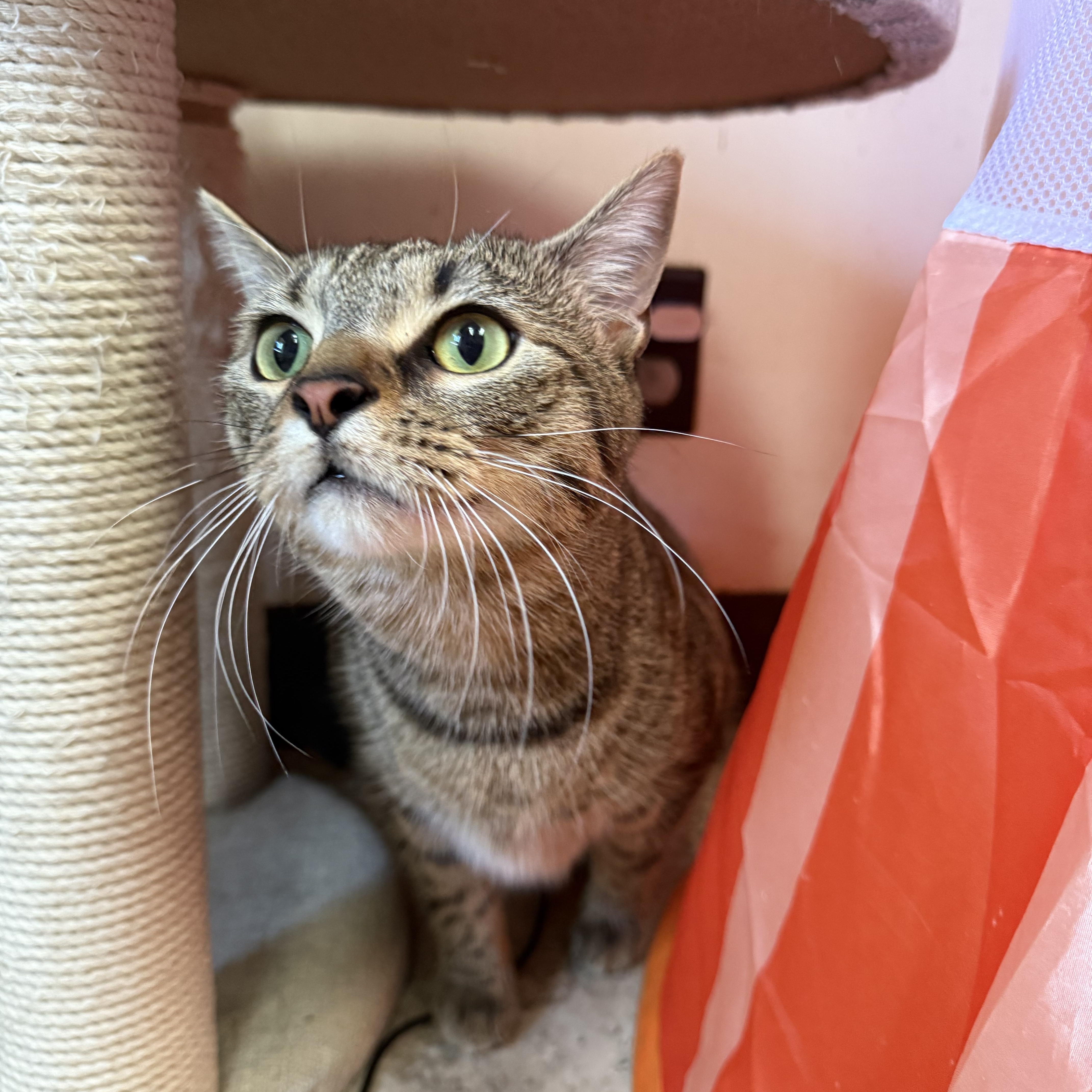 A young large-sized male Domestic Short Hair cat named Kevin for adoption in Hendersonville, TN