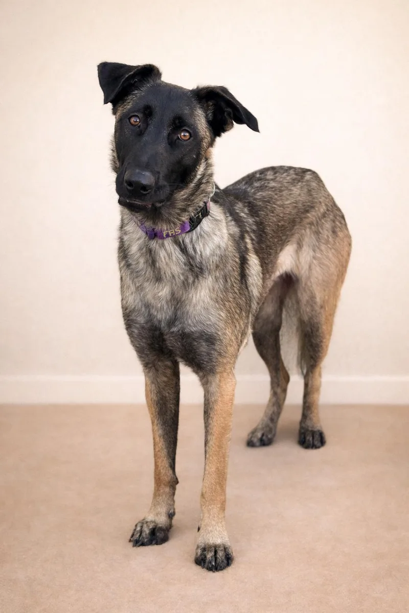 A young medium-sized female Bicolor Belgian Shepherd / Malinois dog named Kika for adoption in San Pedro, CA