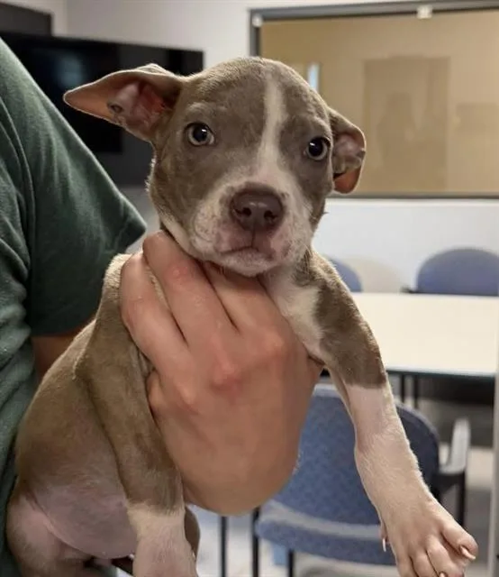 A baby small-sized female Pit Bull Terrier dog named Lollipup for adoption in Indianapolis, IN