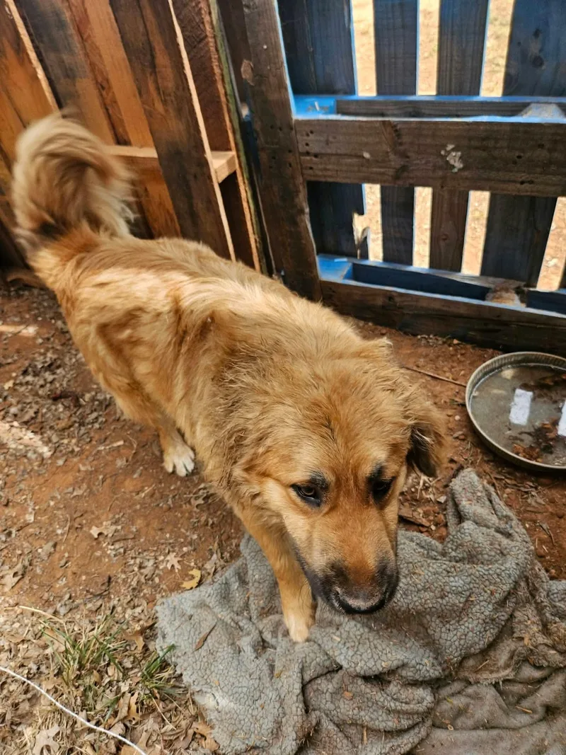 An adult medium-sized male Black Mouth Cur dog named Fluffy for adoption in Noble, OK